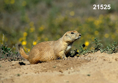 Cynomys ludovicianus, Black-tailed Prairie Dog